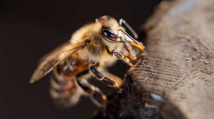 Az enyhe, téli idő veszélyforrás a méhek számára