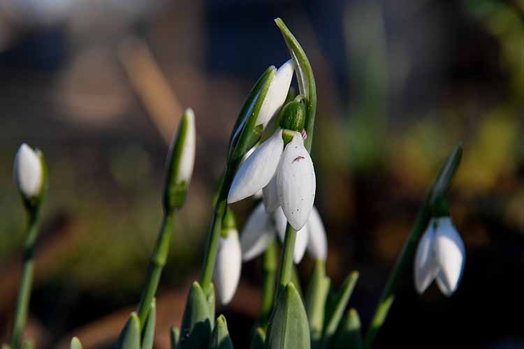 Hóvirág (Galanthus) nyílik az évszakhoz képest enyhébb, tavaszias időben Debrecenben 2023. január 4-én.