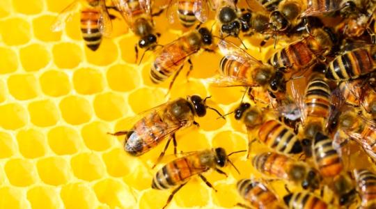 Hatalmas áttörés jöhet a méhészetben: elkészült az első méheknek szánt vakcina