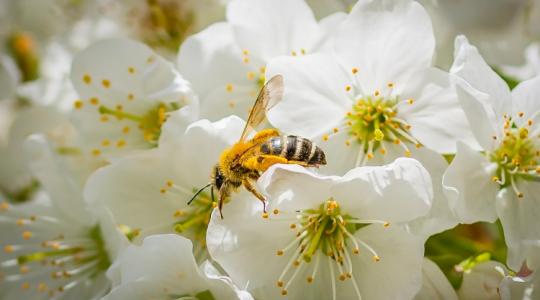 Emberéleteket követel a méhek pusztulása 