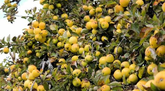 Kevesebb alma teremhet és az is a fákon maradhat a termelők szerint