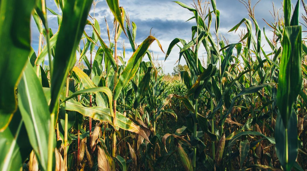 Az USDA arra számít, hogy Ukrajna 2022-2023-ban 17,5 millió tonna kukoricát exportál majd, ami csaknem megkétszerezi a kilencmillió tonnás júliusi kukoricaexport előrejelzést. Kép: Unsplash