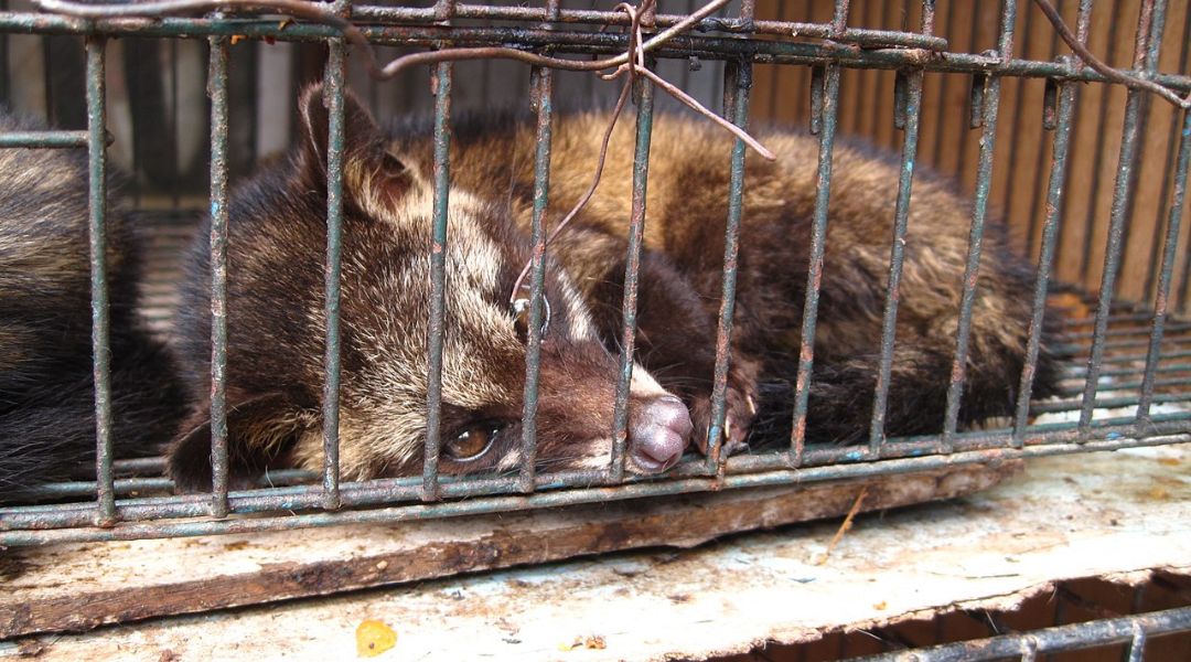 Úgy tűnik, hogy Kína gyengítené a Covid világjárvány utáni korlátozásokat a vadon élő állatok, például a sertésfélék, a cibetmacskák és bambuszpatkányok tenyésztésére vonatkozóan. Kép: Wikipédia