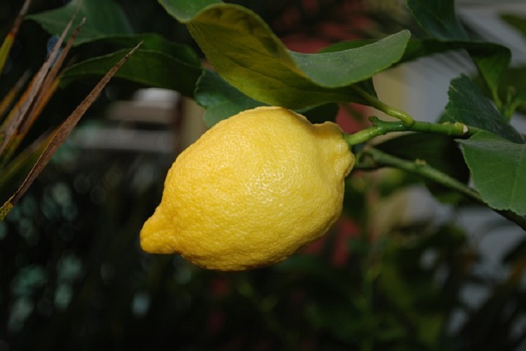 citromfa citrom