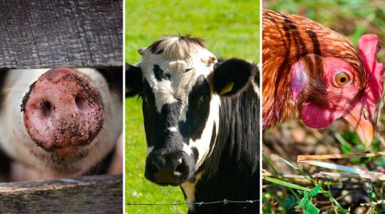 Állatbetegségek elleni küzdelem – friss hír a támogatásról