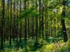 Változások az állami földek értékesítésében és hasznosításában: erdő és védett terület