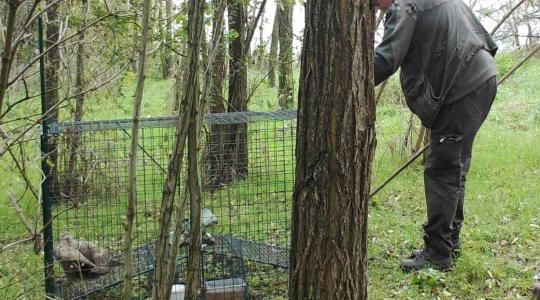 Botrányos: rókacsapdával gyérítette védett ragadozómadarak állományát egy vadász
