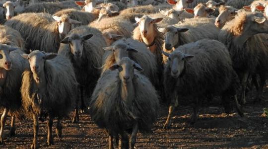 Juhnyáj a hídon! Autópályán okozott fennakadást a pásztorok akciója – VIDEÓ