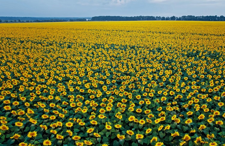 Szántóföld, új napraforgó hibridek – fotó: Agroinform.hu