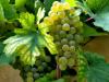 Bővülnek a szőlő- és bortermelés lehetőségei Svédországban