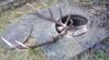 Ilyet még nem láttál: vízóraaknába szorult egy szarvas Ózdon