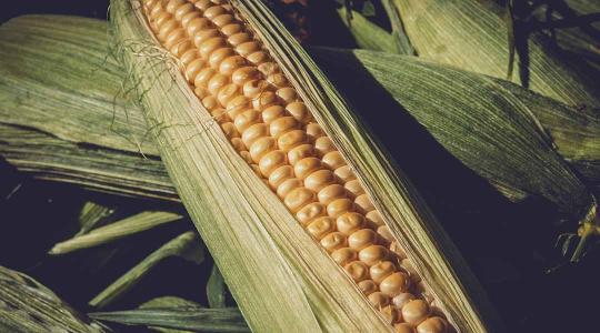 Búza- és kukoricaárak – megjöttek a számok!