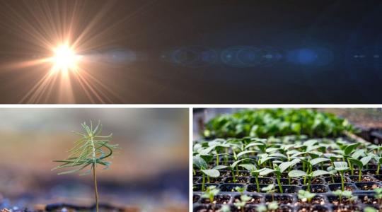 Japán tudósok felfedezése segíthet megoldani a napfényhiányos régiók növénytermelését