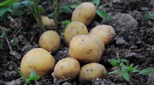Lassan hiánycikk lesz: vajon miért nem termesztünk elég burgonyát?