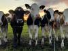 Szempontok, ha most vágnál bele a tejelő tehenek tartásába