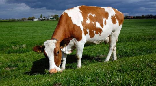 A tejelő tehenek jóléte és a precíziós takarmányozás kezdőknek