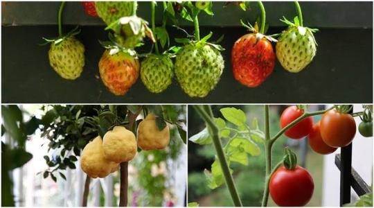 Hogyan termesszünk a lakásban zöldségeket, gyümölcsöket, ehető virágokat, fűszernövényeket?
