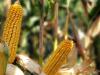 SAATEN-UNION: Potenciálkísérletekben vizsgáltuk kukoricahibridjeink teljesítményét
