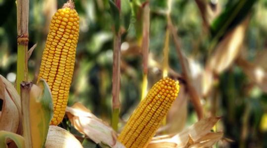 SAATEN-UNION: Potenciálkísérletekben vizsgáltuk kukoricahibridjeink teljesítményét