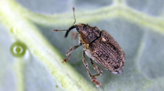 A rovarok elbontanák a piretroid hatóanyagot?