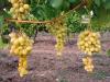 Borszőlő vs. csemegeszőlő: kinek melyiket érdemes termeszteni?