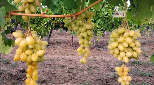 Borszőlő vs. csemegeszőlő: kinek melyiket érdemes termeszteni?