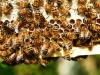 Éhen halunk vagy megmentjük a méheket – az EU új tervvel állt elő