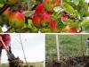  Itt a faültetés ideje – tanácsok a gyümölcstermő növények őszi ültetéséhez
