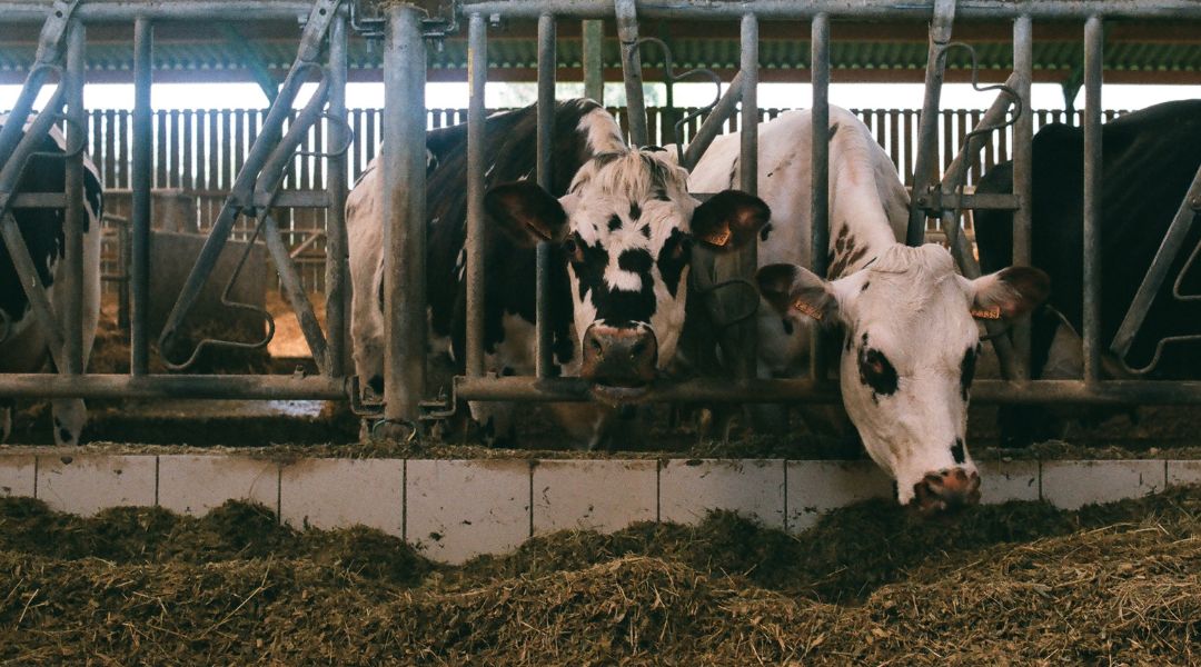 Évente 8-9 ezer tonna kalászos és 7-8 ezer tonna kukorica vetőmagot, valamint saját felhasználásra és partnereinek takarmányt állít elő, sertéstelepet működtet és 1600 tejelő Holstein-fríz tehenet tart szaporulatával együtt.