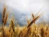 Kína bejelentette: gabonából rekordtermést ért el