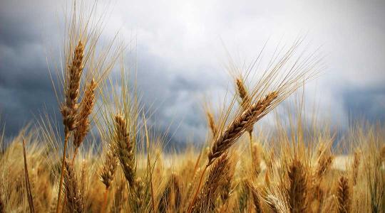 Kína bejelentette: gabonából rekordtermést ért el