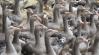 Betiltják a libák és kacsák tömését Belgiumban 