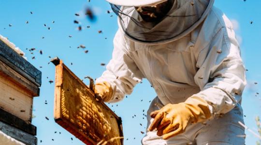 Méhészeti támogatás: február 1-től igényelhető