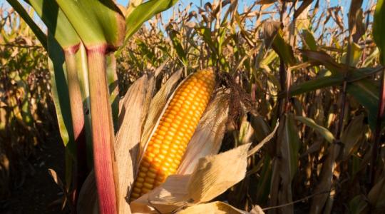 Mutatjuk, mennyiért veszik (ha veszik) a kukoricát és a búzát