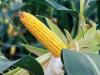 Ezek a kukoricák 2022-ben is bizonyították kiemelkedő termésstabilitásukat