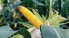 Ezek a kukoricák 2022-ben is bizonyították kiemelkedő termésstabilitásukat