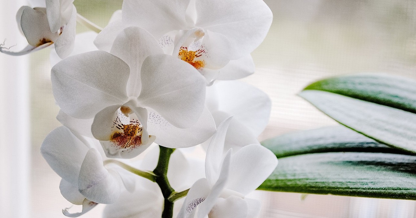 orchidea szobanövény