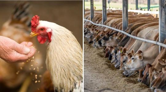 A gabonafélék állati takarmányozásra történő felhasználása nem okoz hiányt az élelmiszerpiacon