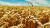 MAGOSZ: szigorú és fokozott minőségi ellenőrzéseket kellene végezni az ukrán gabonatermékekre