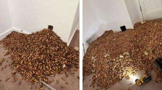 Egy harkály több száz kiló makkot halmozott fel egy ház falaiban