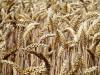Komoly számok: 66 százalékkal nőtt az EU kukorica importja egy év alatt