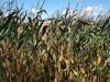 Komoly számok: 66 százalékkal nőtt az EU kukorica importja egy év alatt