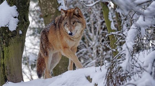 Halomra ölik a farkasokat: hatalmas érdekellentétek feszülnek egymásnak