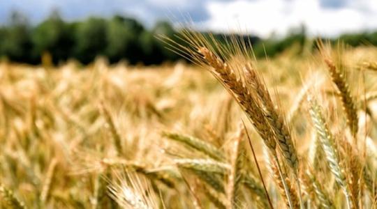 Fontos határidők, az ukrán gabonában rejlő veszélyek, csökkenő árak