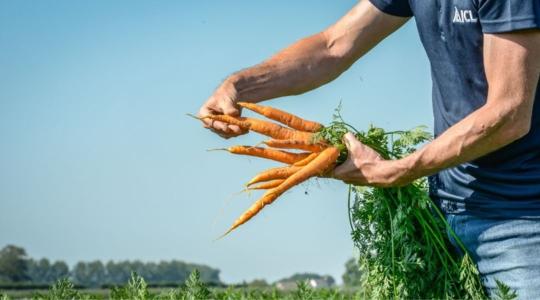 Így lehet csúcstermésed a zöldségtermesztésben 