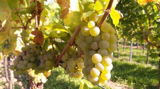 Mi történhetett? Moldávia csemegeszőlő exportja közel a duplájára emelkedett