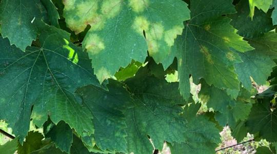 Felszívódó, rézmentes megoldás a szőlő peronoszpóra elleni védelmére