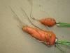 Jó minőségű sárgarépa és petrezselyem termesztése: már a vetéskor elrontjuk!