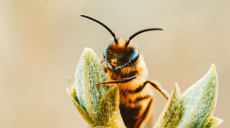 A megszületett eredmény EU-szerte komoly hatással lesz a méhek és más rovarok védelmére.