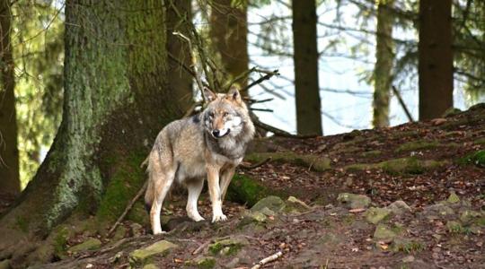 Már Budapest környékén járhat a Svájcból útnak induló farkas